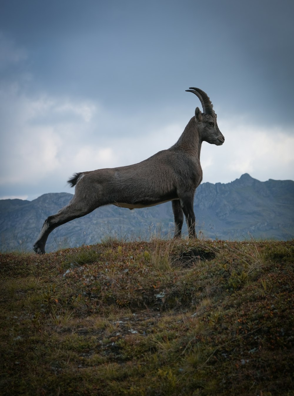 black ram on green grass field under white clouds and blue sky during daytime