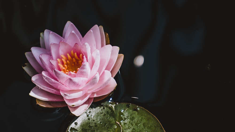pink lotus flower on water