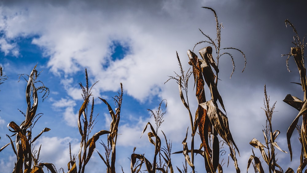 brown dried leaves under blue sky