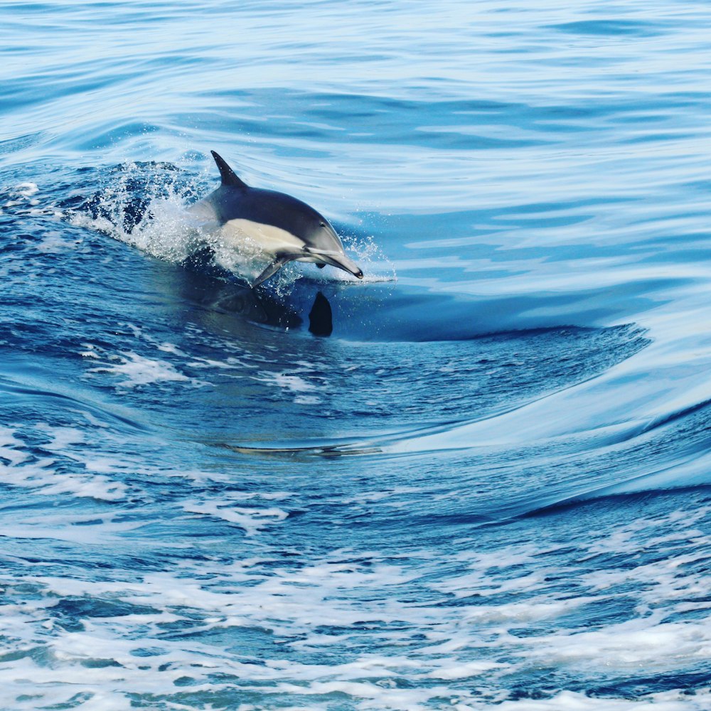 black and white dolphin in water