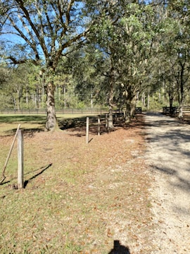 A rural scene featuring a dirt road flanked by tall trees with green foliage. An area of maintained grass borders the road on one side, and there are wooden fence posts visible in the scene. In the background, there are more trees and a wooden fence that stretches out along the horizon.