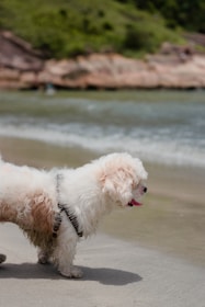 A playful border collie covered in sand before using a turquoise and orange Mutt Wash machine at a coastal holiday park.
