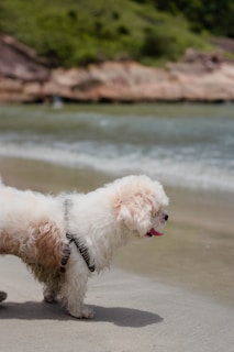 A playful border collie covered in sand before using a turquoise and orange Mutt Wash machine at a coastal holiday park.
