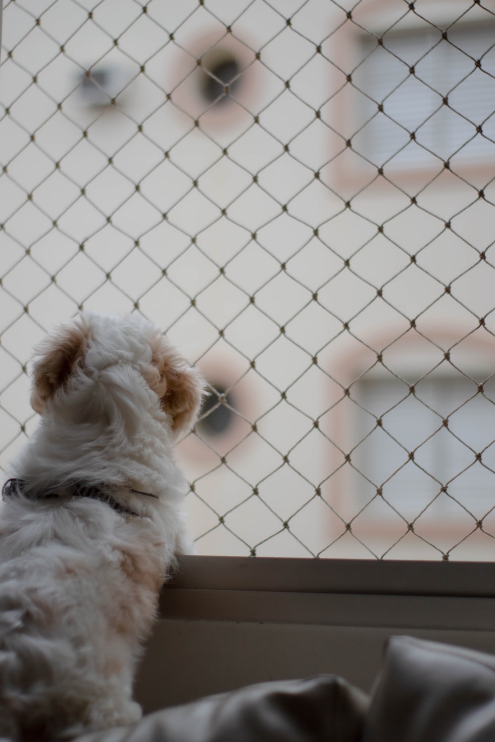 white and brown long coated small dog