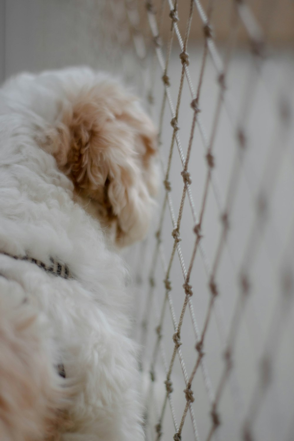 white long coated small dog