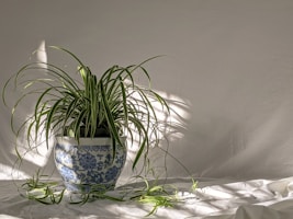 A lush green fern in a decorative ceramic pot by a sunny window