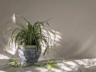 An elegant, large fern in a stylish ceramic planter, glowing softly in natural light.