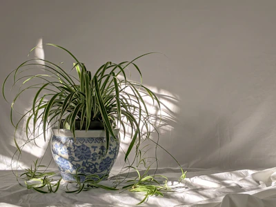 An elegant, large fern in a stylish ceramic planter, glowing softly in natural light.