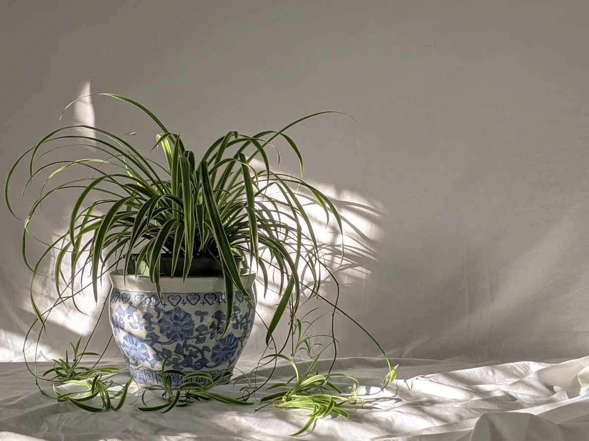 A spider plant with a long stolon carrying a young spiderette, ready for separation once its own roots have formed