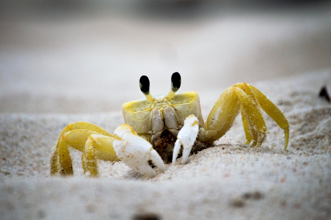 crab