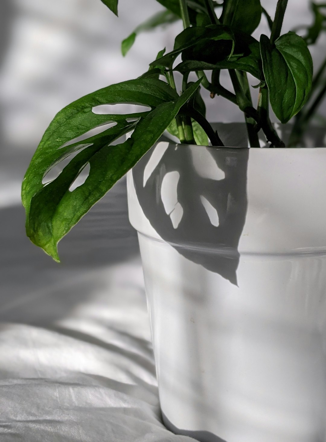 green plant on white ceramic pot