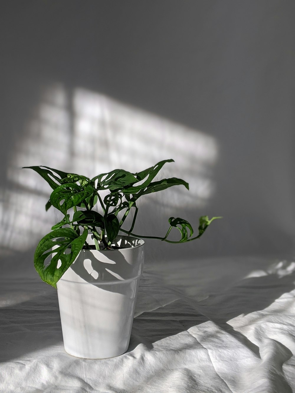 Planta verde en maceta de cerámica blanca