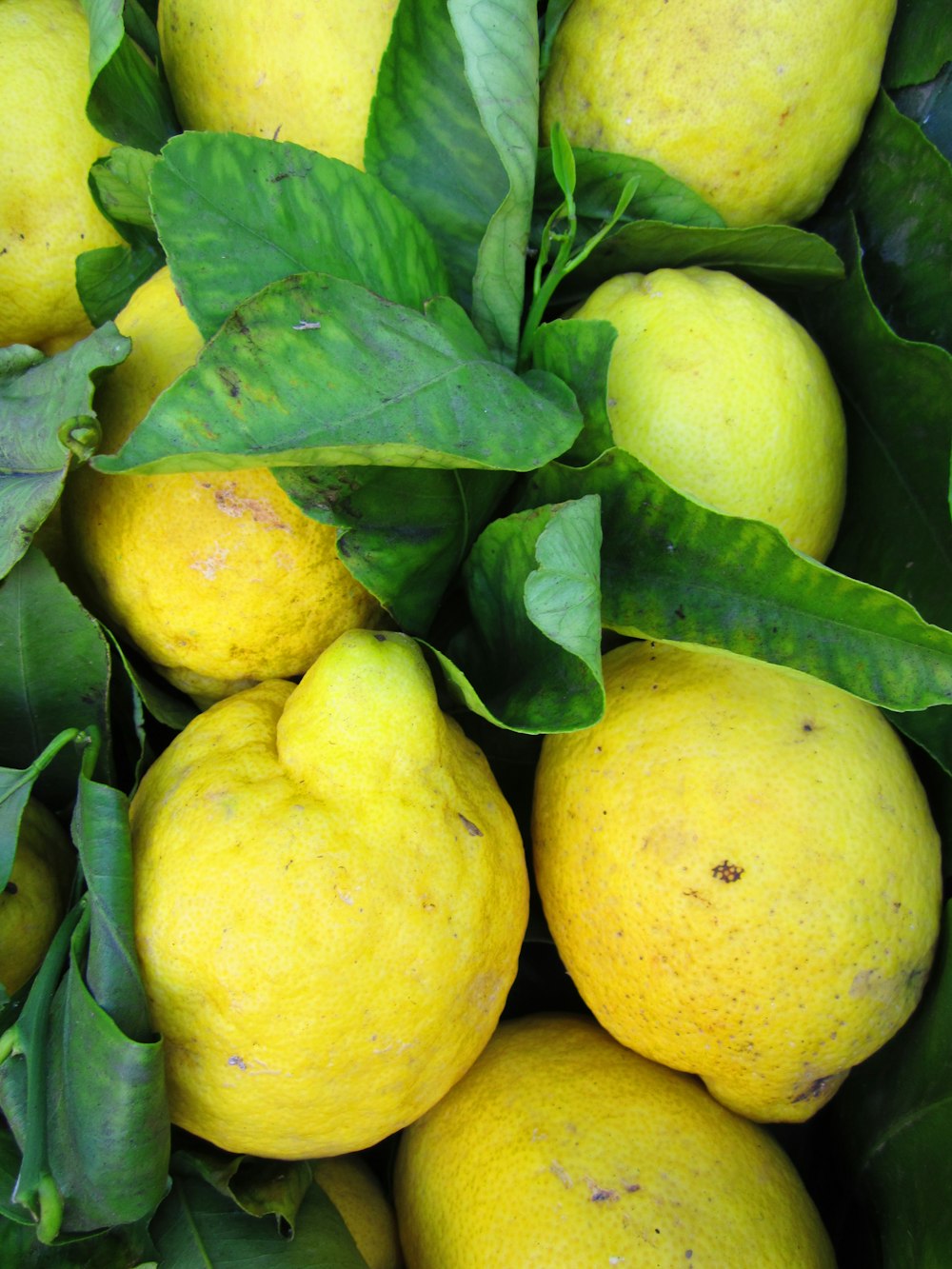 Fruta de limón amarillo en hojas verdes