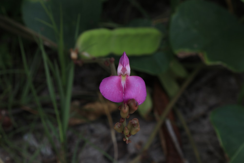 purple flower in tilt shift lens