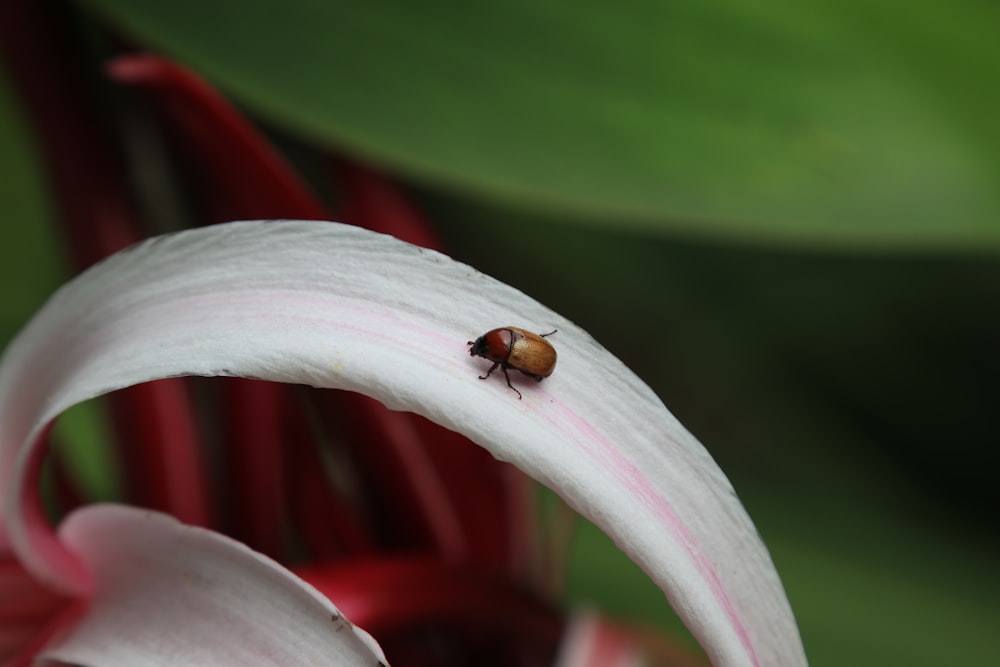 brown and black ladybug on white flower
