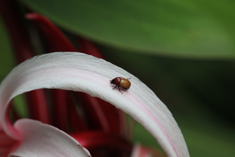 coccinelle brune et noire sur fleur blanche