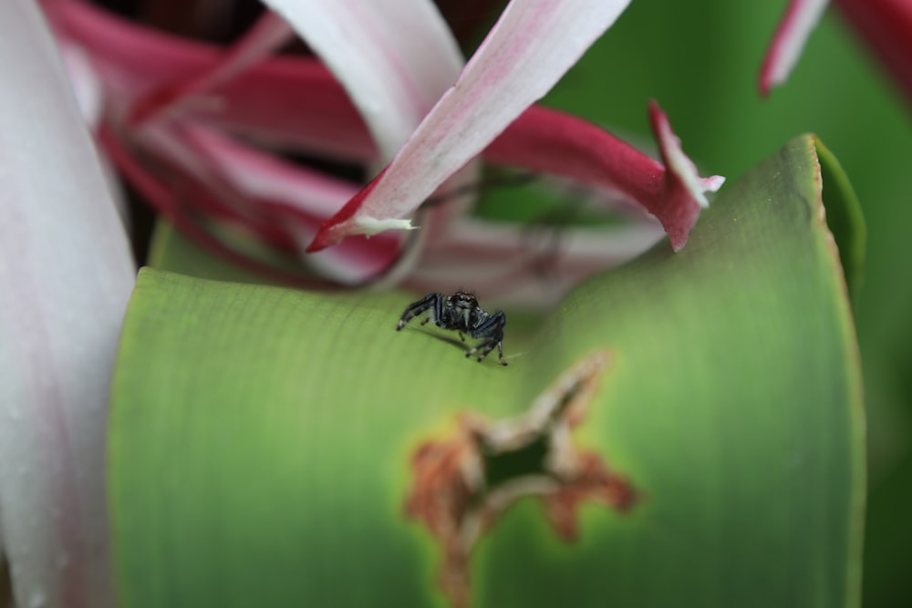 insecte noir et jaune sur fleur rose