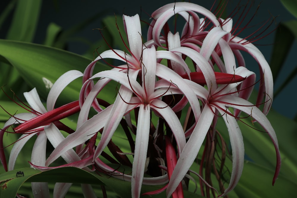 fleur rose et blanche en gros plan photographie