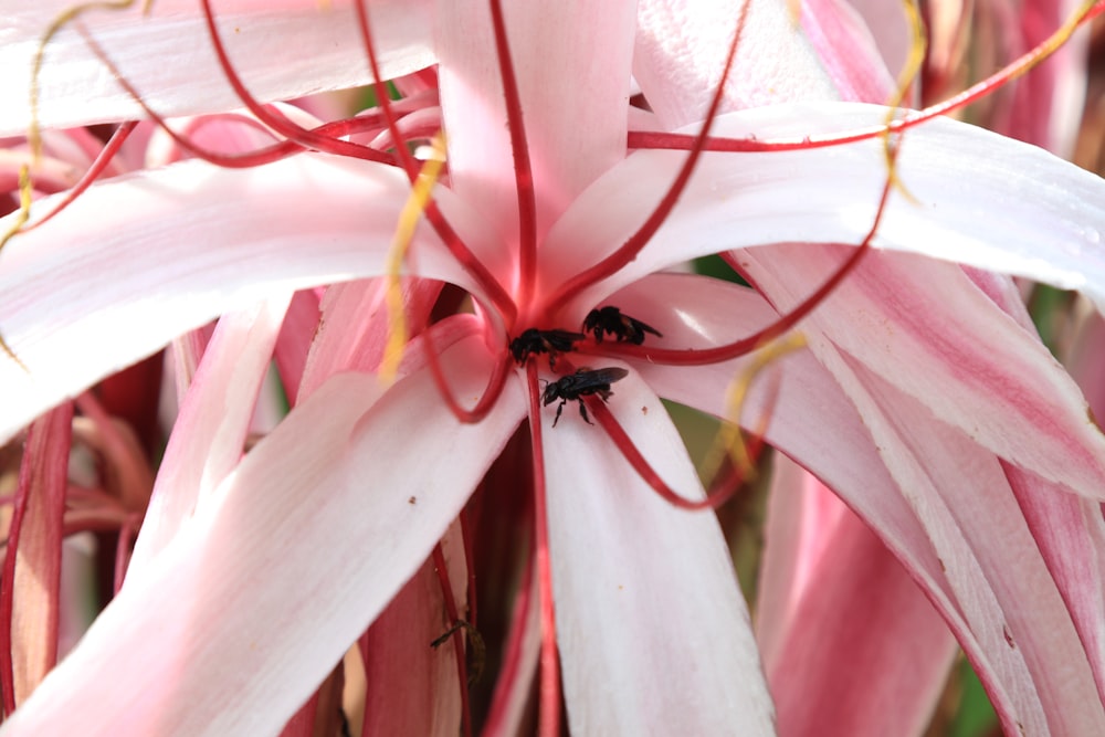 black and white spider on white and pink flower