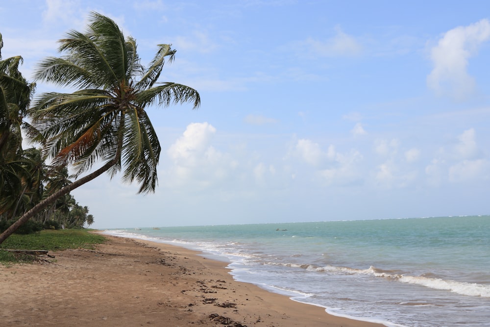 palm tree on beach shore during daytime