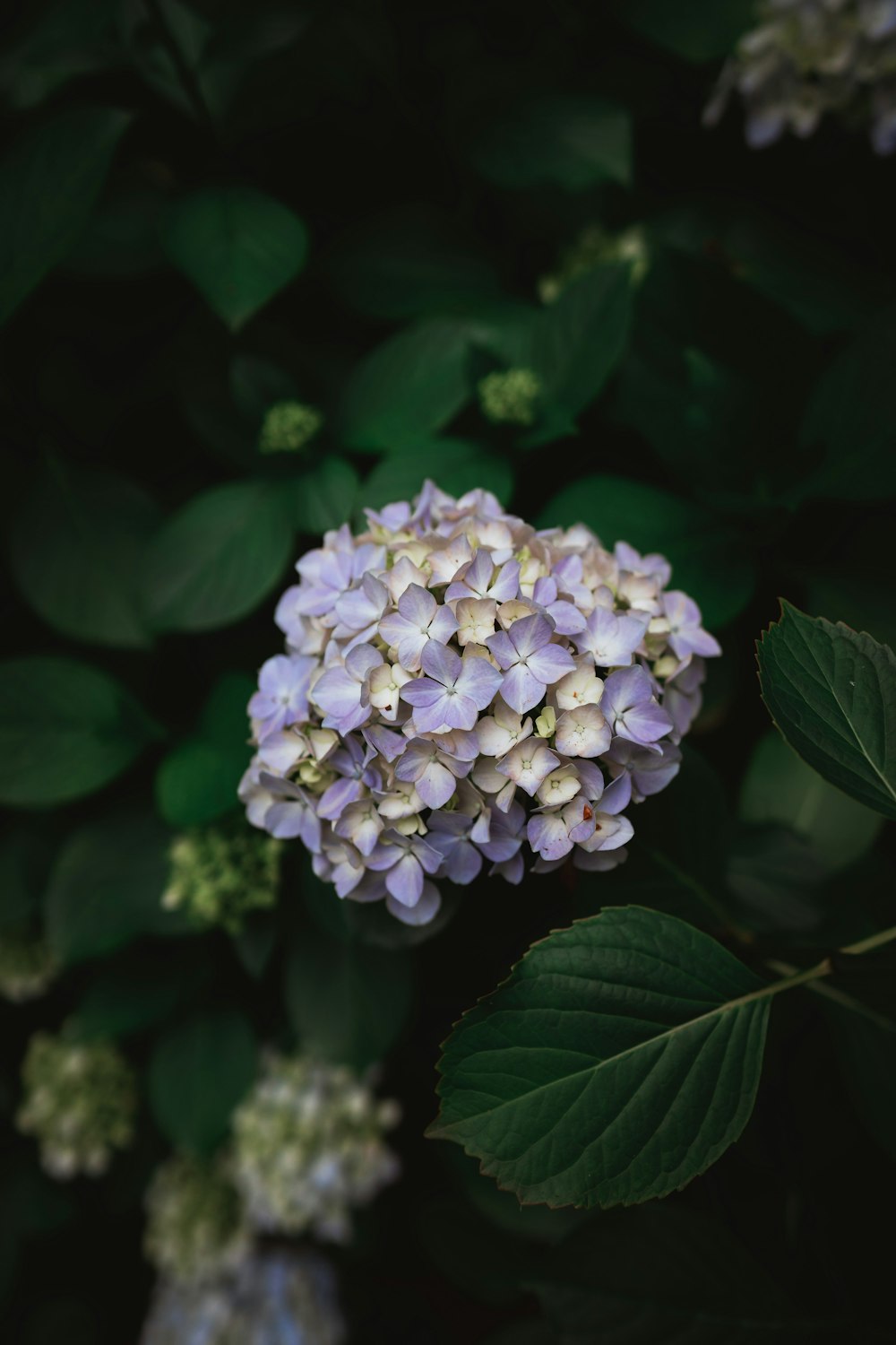 white and purple flower in close up photography