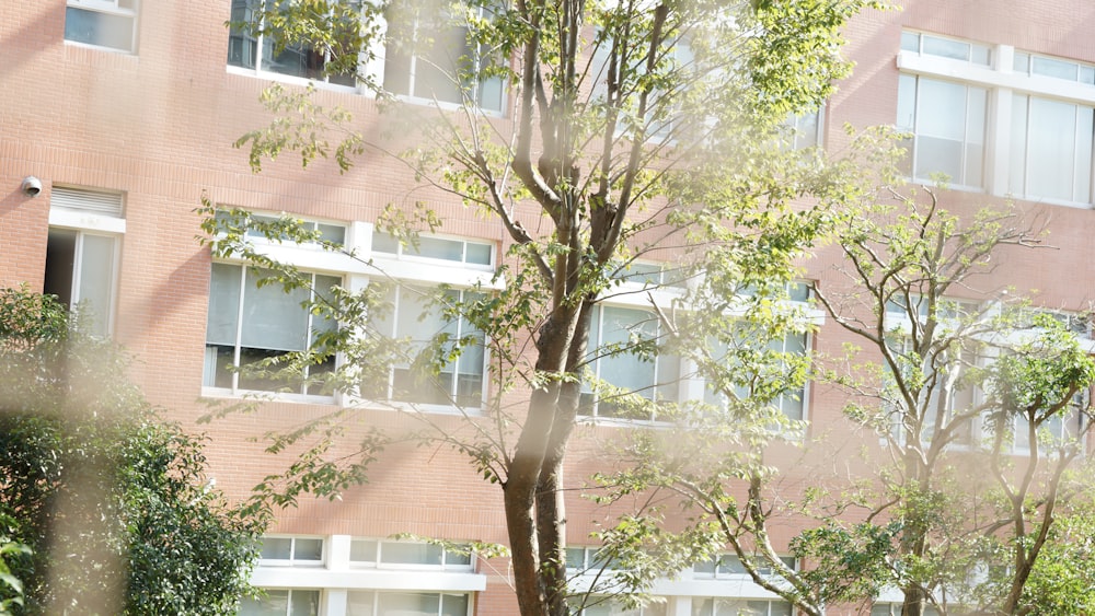 green tree near brown concrete building during daytime