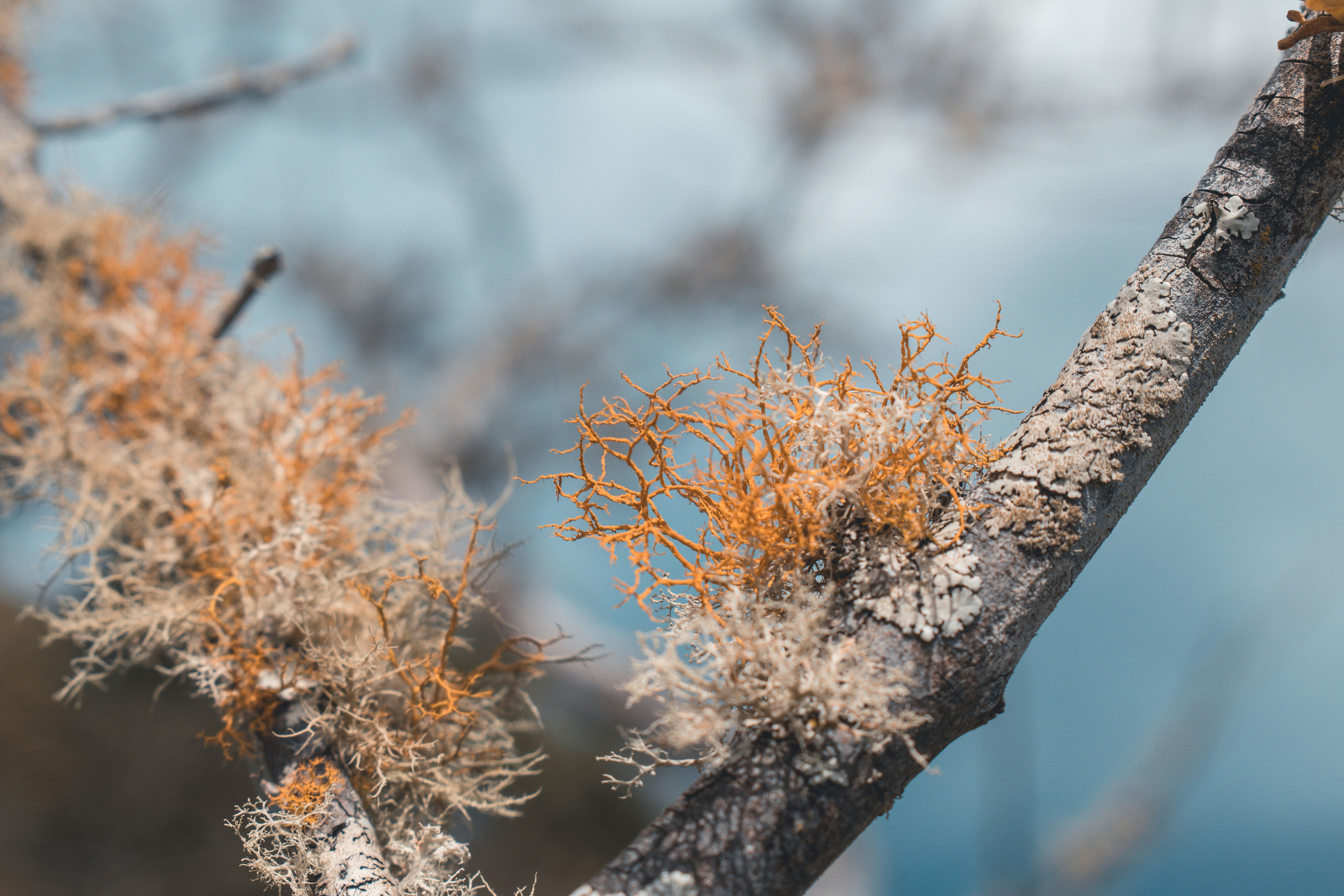 Photo by mateorojas7