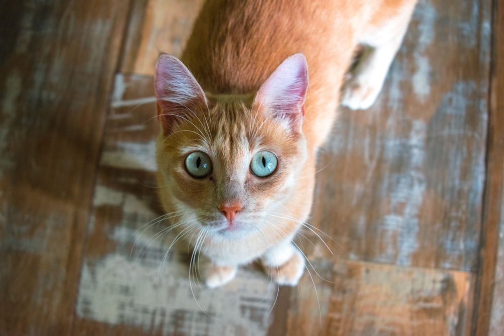 orange tabby cat on brown wooden surface