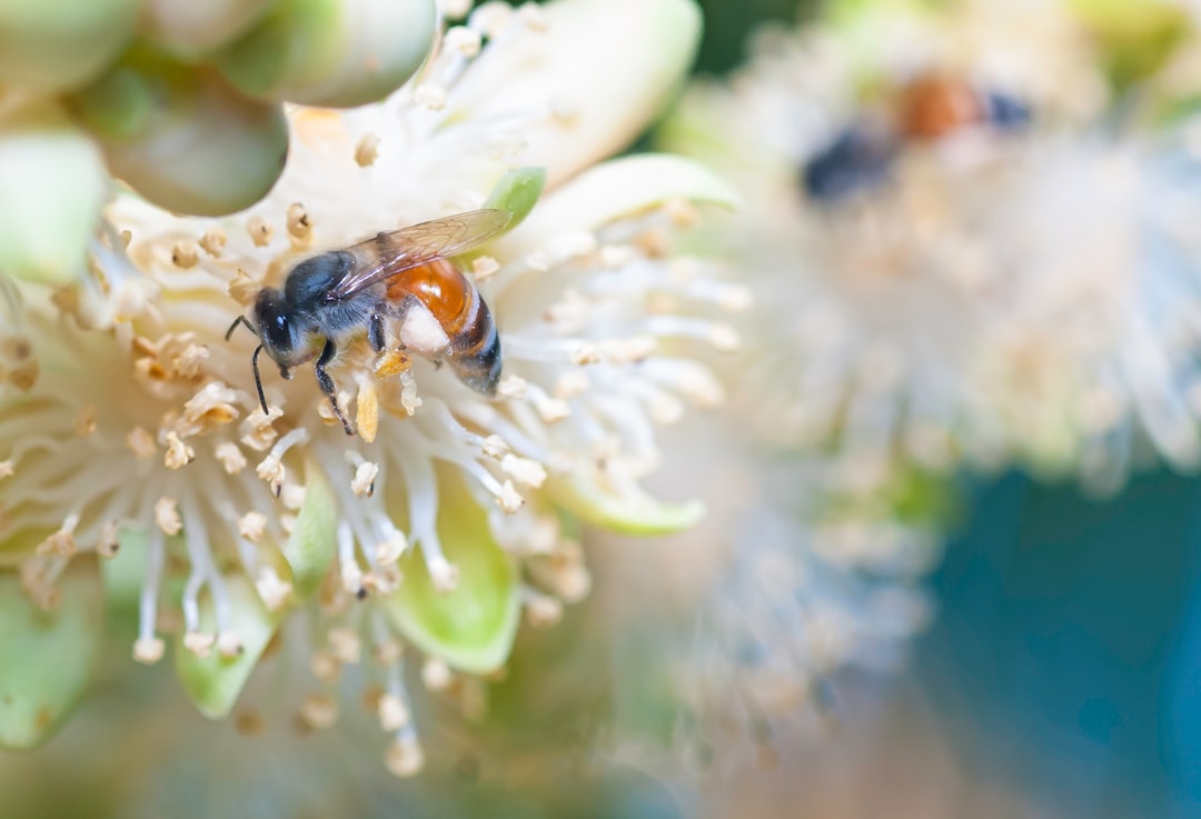 honeybee perched on white flower in close up photography during daytime