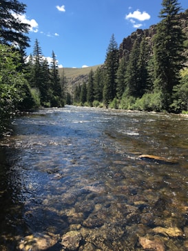 A clear river flows through a valley surrounded by tall evergreen trees and rocky hills under a blue sky with scattered clouds.