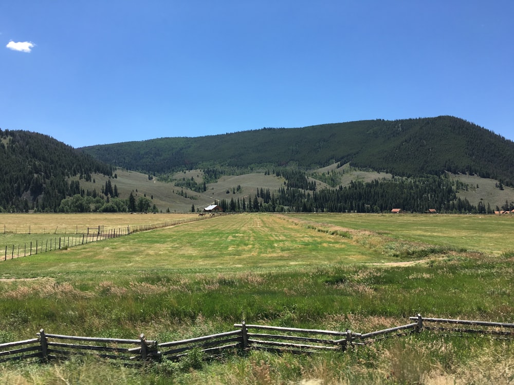 green grass field near green trees under blue sky during daytime