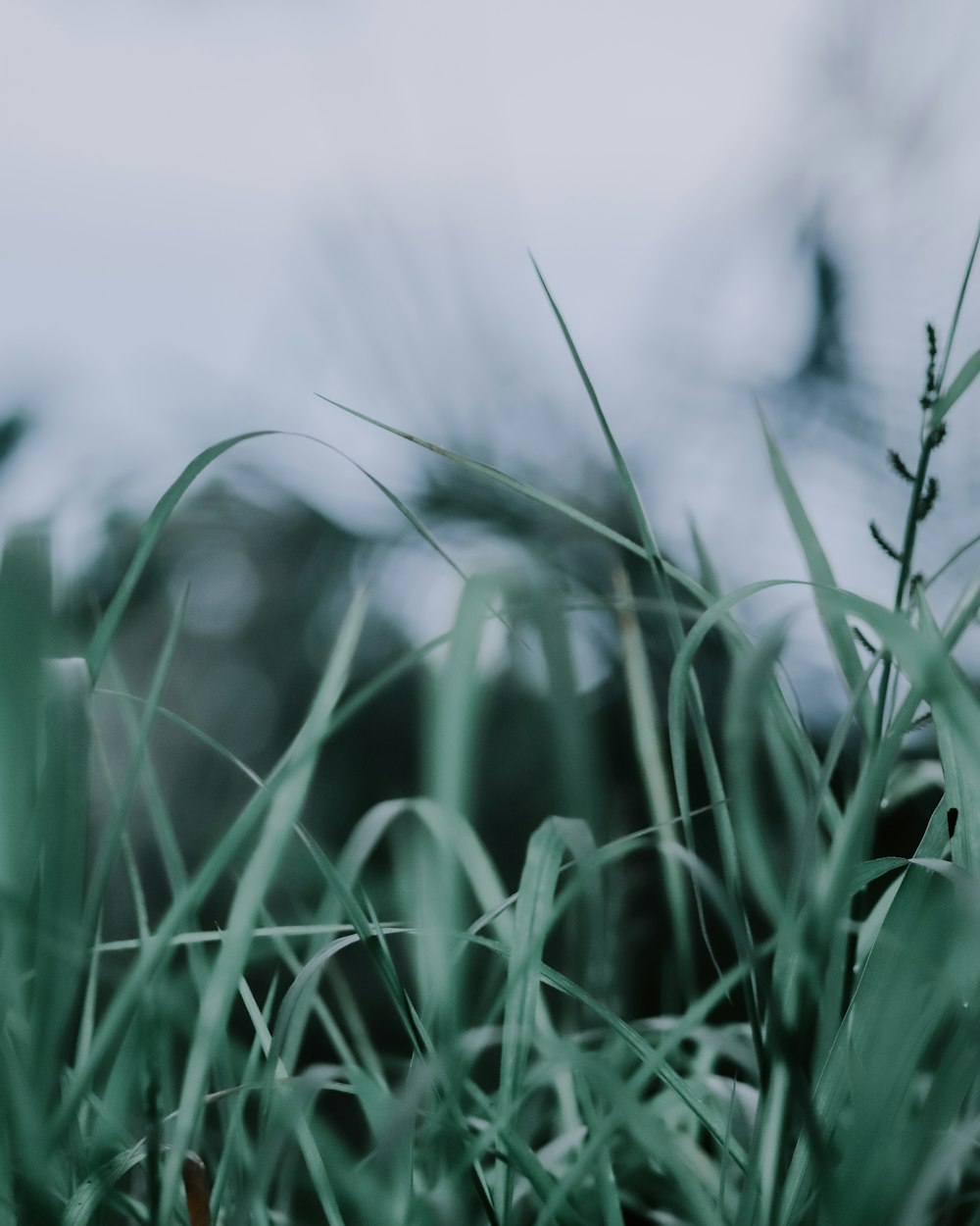 erba verde in primo piano fotografia