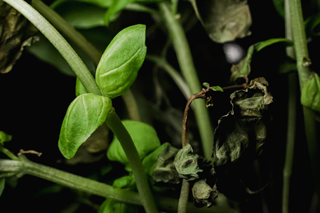 A side-by-side comparison of an old discolored photo and its vibrant restored version.