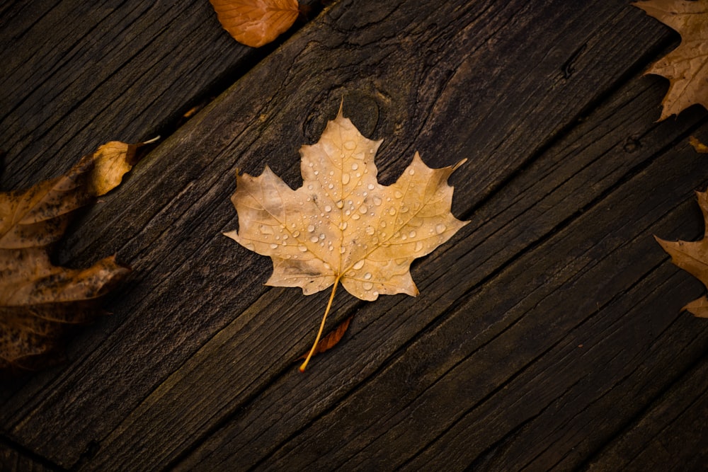 brown maple leaf on brown wooden surface