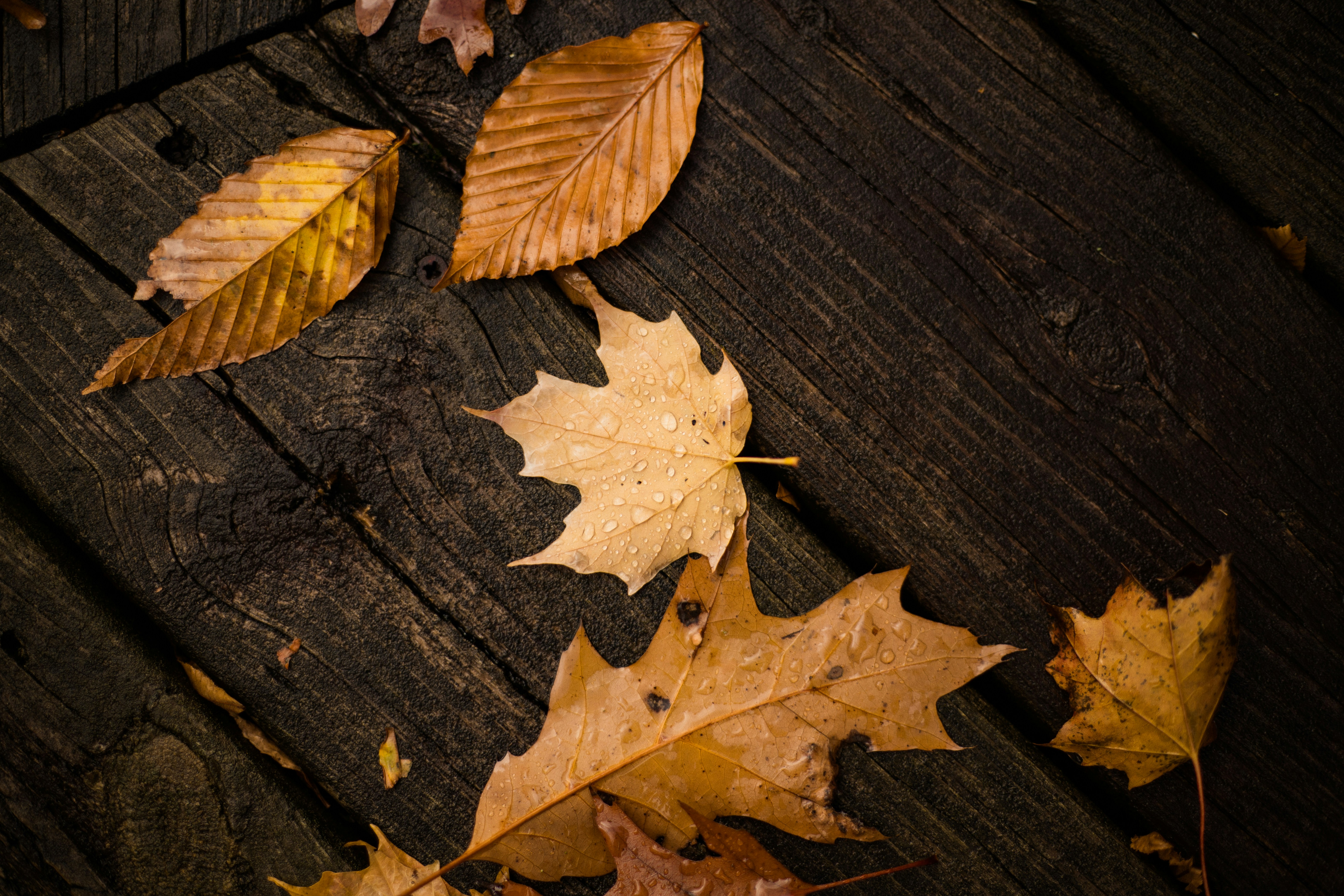brown maple leaf on brown wooden surface
