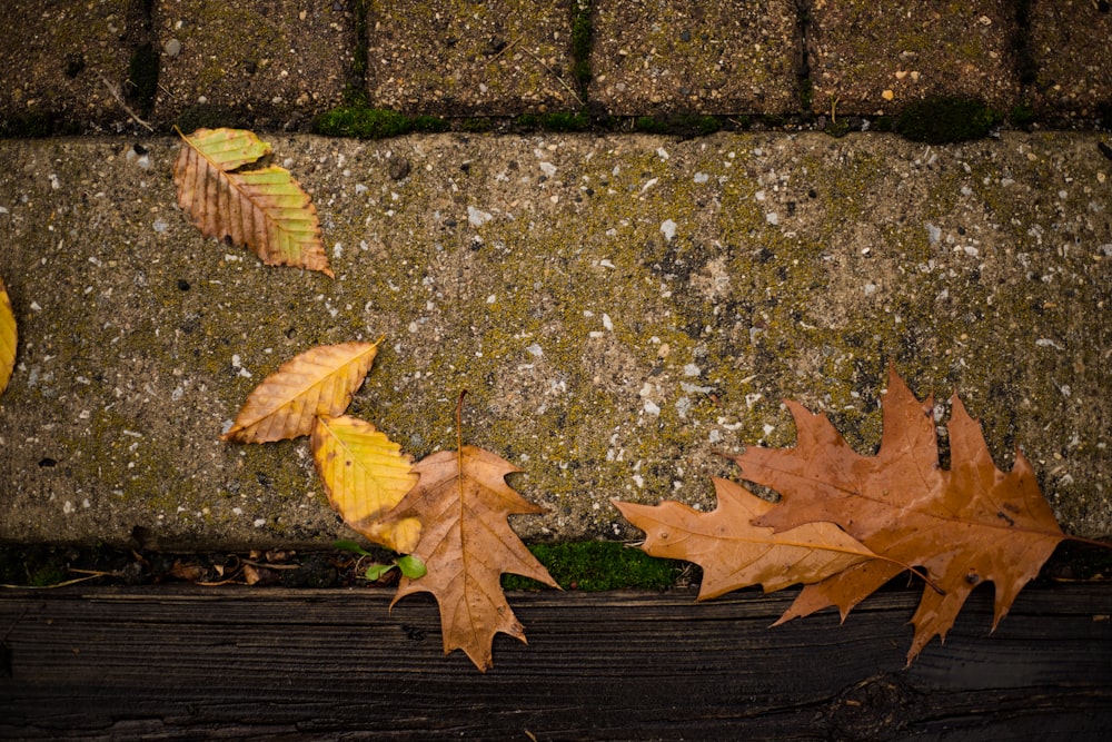 brown dried leaves on gray concrete brick