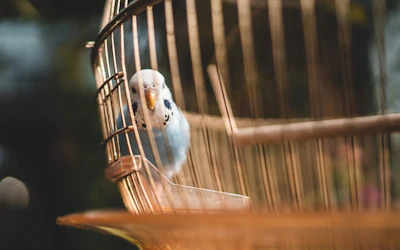 white and blue bird in cage