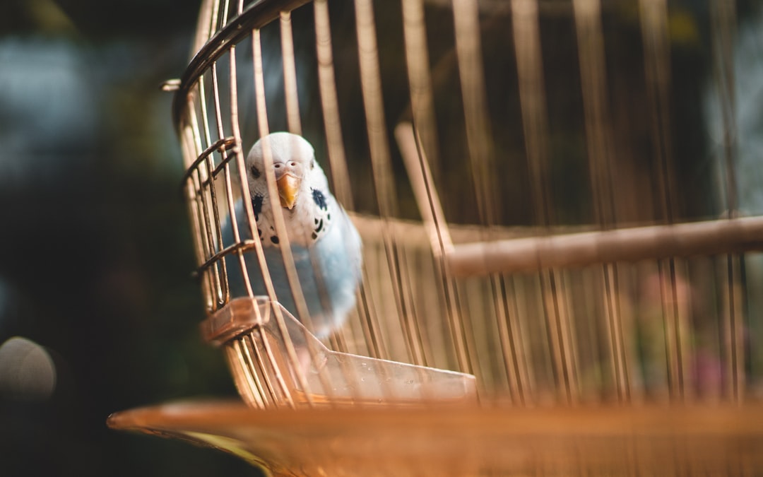 white and blue bird in cage