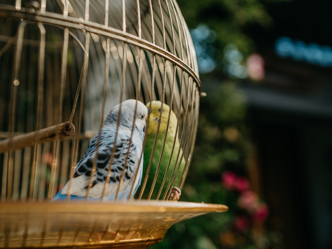 white and blue bird on brown wooden bird cage
