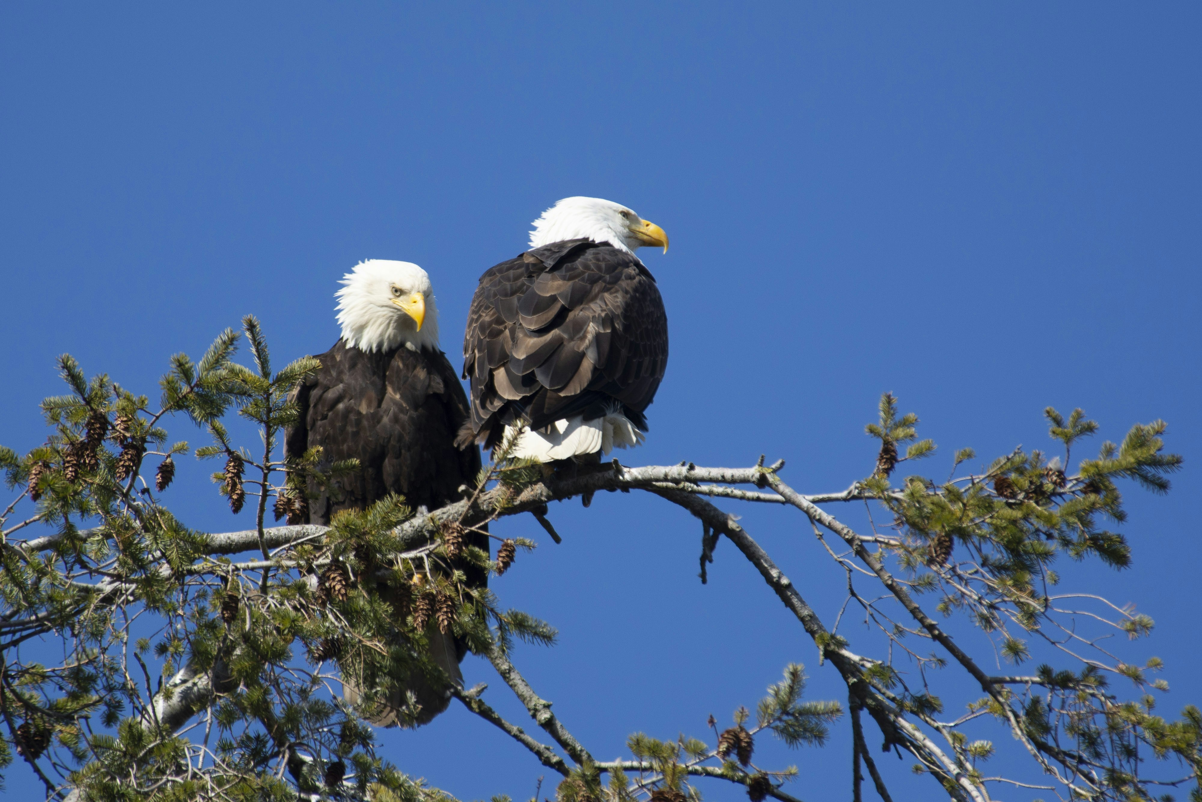 bald eagle on tree branch during daytime