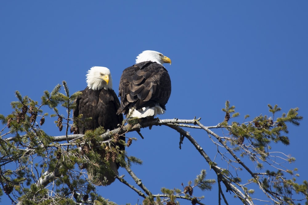 bald eagle on tree branch during daytime