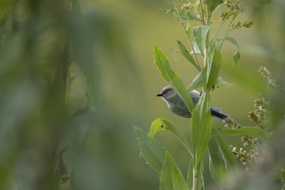 gray and white bird on green plant