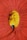 A close-up view of a drawstring bag, predominantly red fabric with a circular opening revealing yellow material inside. The drawstring is thick and red, with a black plastic cinch to secure it.