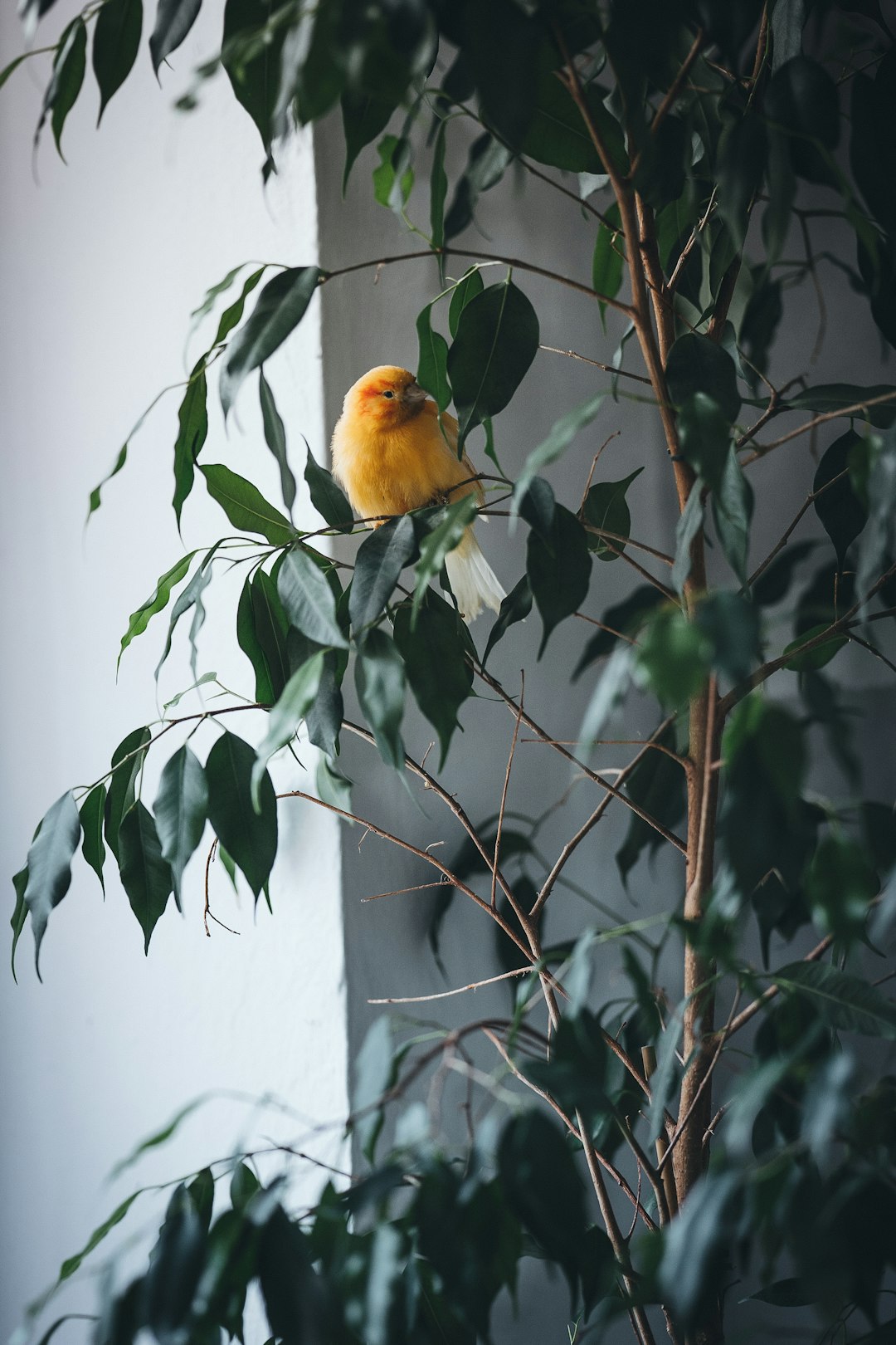 yellow bird on green plant