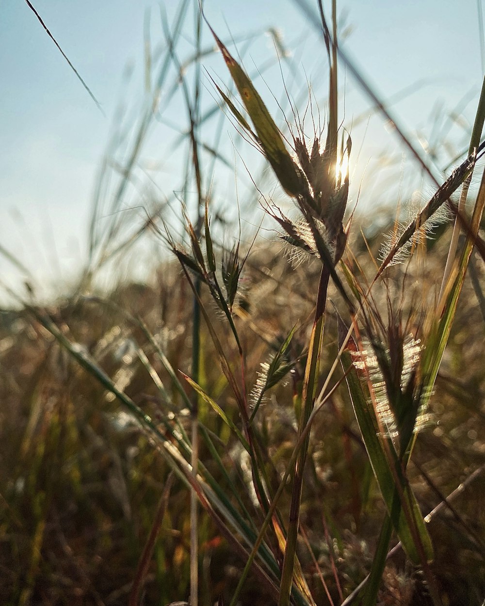 brown wheat field during daytime