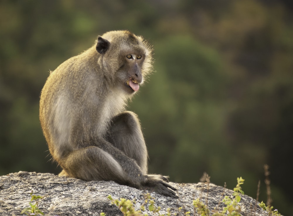 brown monkey on brown tree trunk during daytime