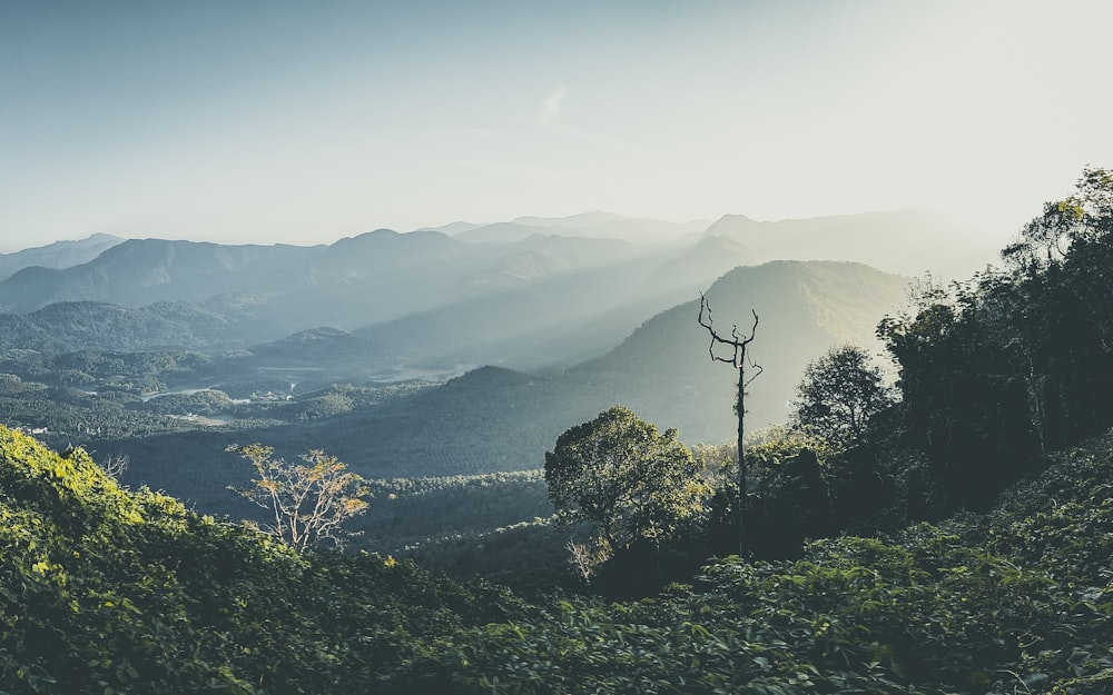 green trees on mountain during daytime