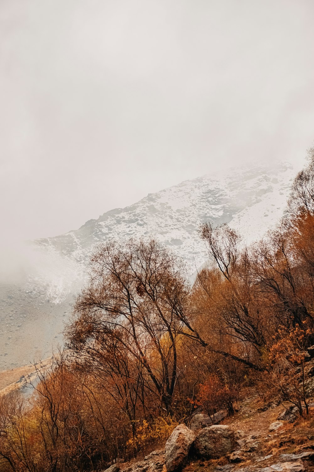 brown trees near snow covered mountain during daytime