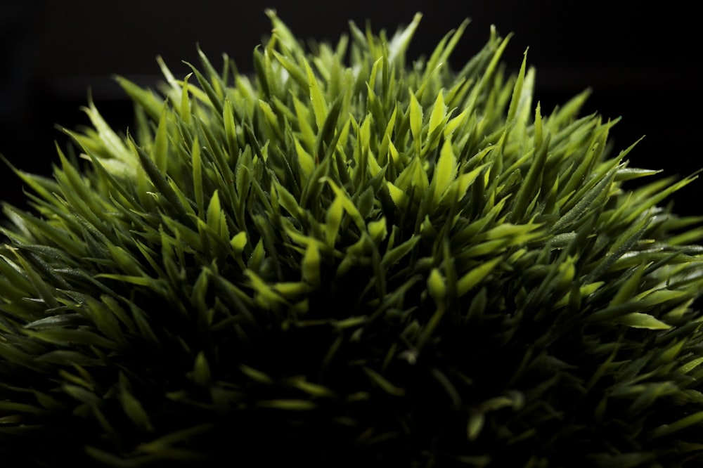 green grass in close up photography