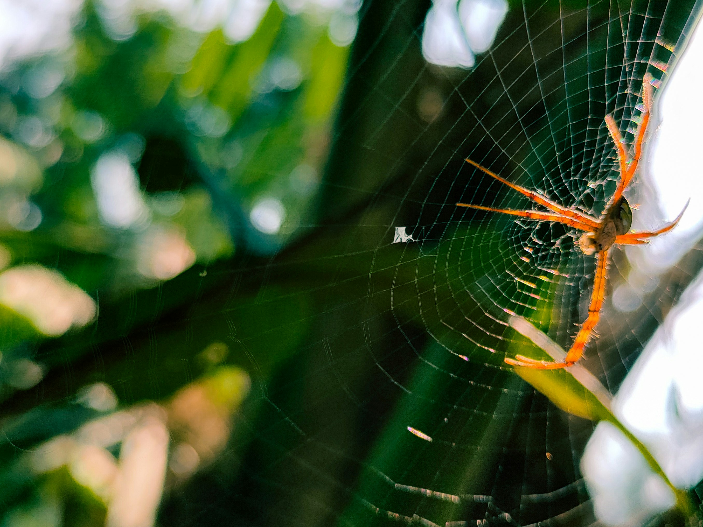 Photo by pradyumna10